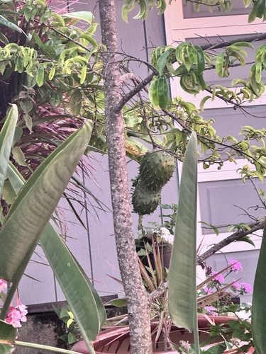 Annona muricata observed 2026-04-19