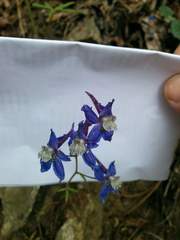 Delphinium lineapetalum