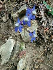 Delphinium lineapetalum