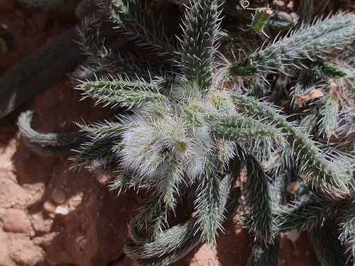Echium humile