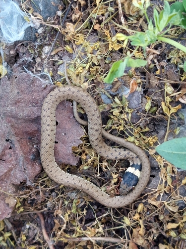 Iberian Grass Snake