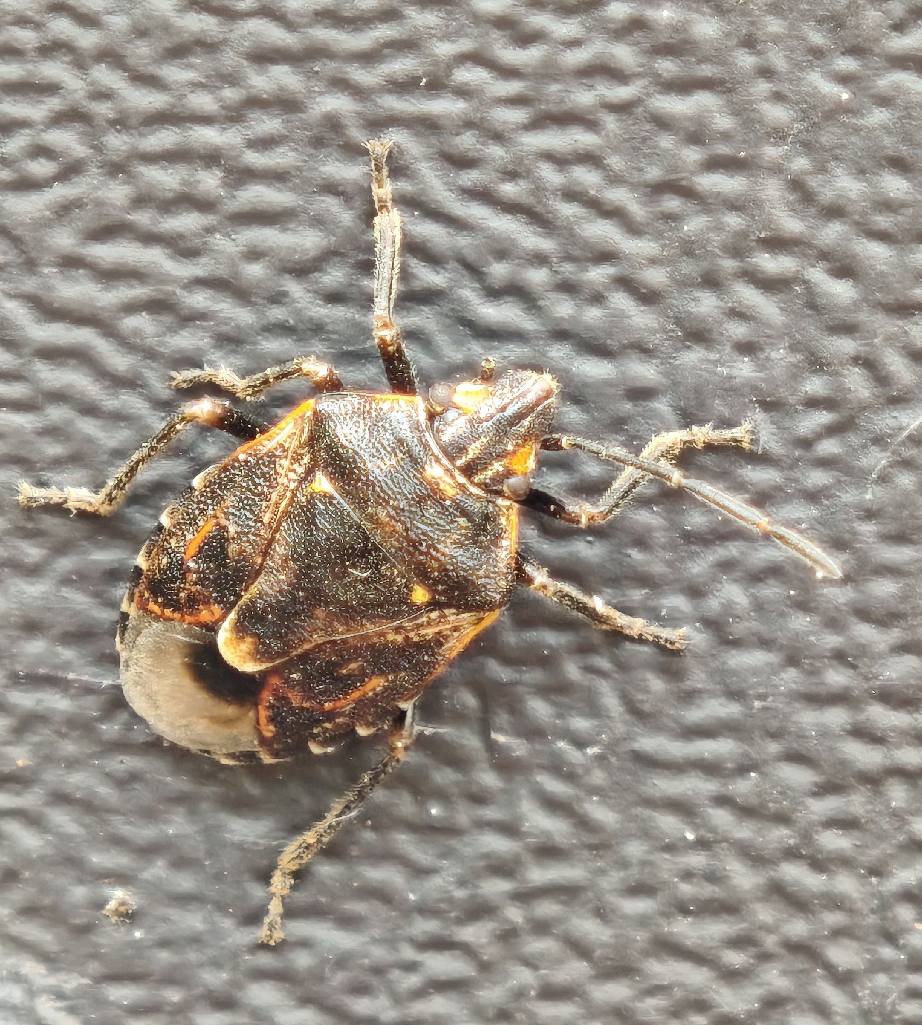 Holcogaster fibulata