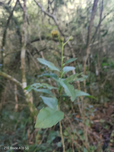 Verbesina subcordata, photograph 3