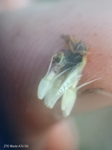 Verbesina subcordata, photograph 5