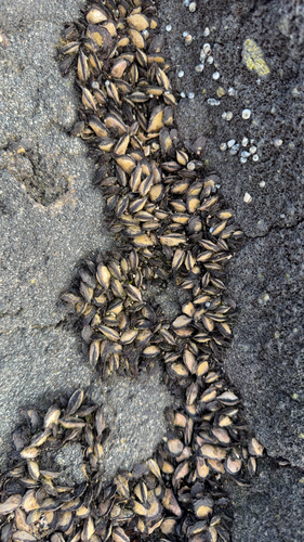 Isognomon californicus observed 2026-04-20