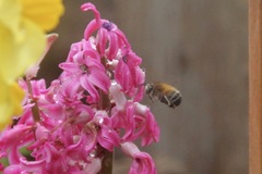 Anthophora plumipes