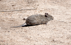 Sigmodon arizonae