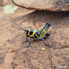 Xestotrachelus robustus