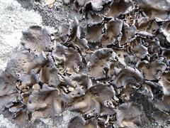 Umbilicaria torrefacta