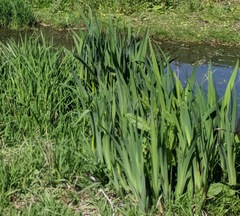 Iris pseudacorus