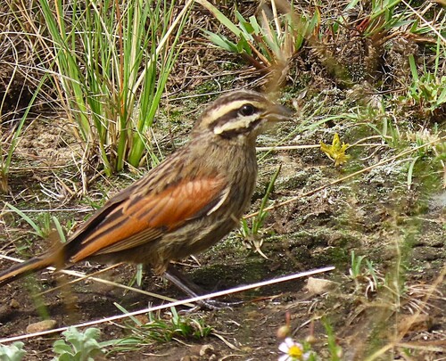 Cape Bunting (Emberiza capensis), photo 8