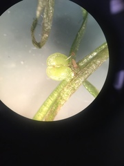 Callitriche heterophylla