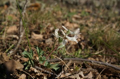 Corydalis paczoskii