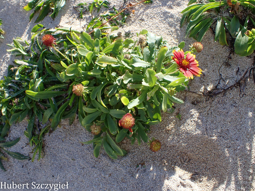 Gaillardia pulchella observed 2025-12-28