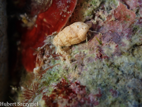 Cerithium nesioticum observed 2025-12-28