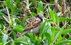 Passer domesticus