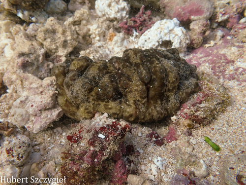 Stichopus horrens observed 2025-12-28