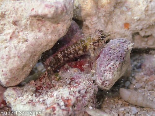 Enneapterygius atriceps observed 2025-12-28