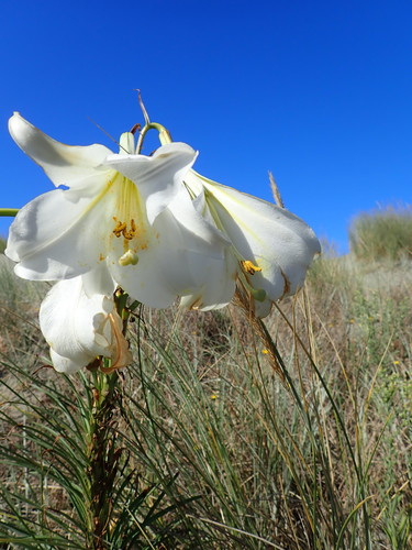 Lilium formosanum