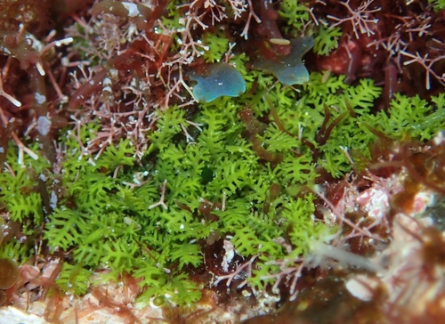 Caulerpa webbiana observed 2026-04-20