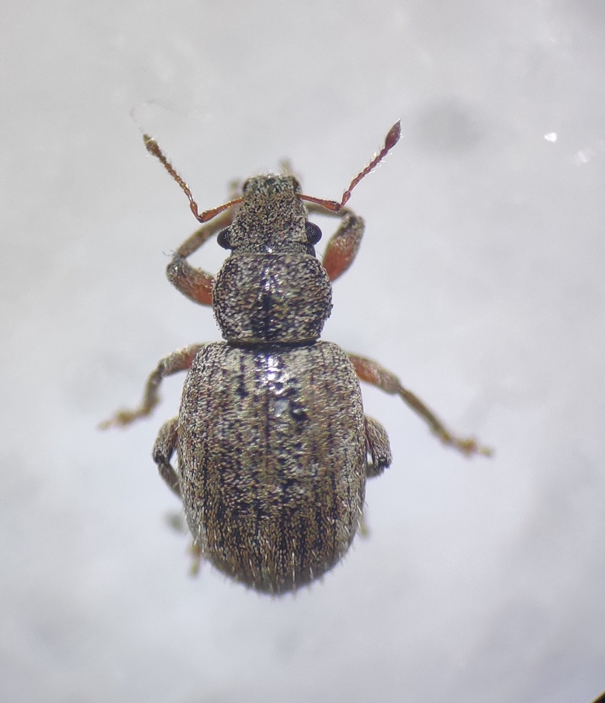 Strophosoma fulvicorne