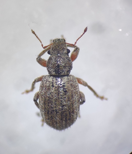Strophosoma fulvicorne