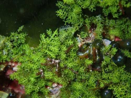Caulerpa webbiana observed 2026-04-20