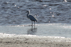 Egretta garzetta nigripes