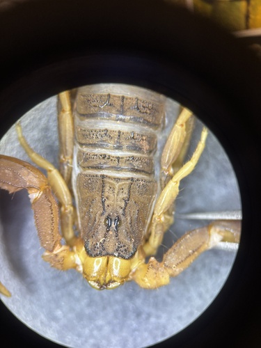 Alligatorback Scorpion