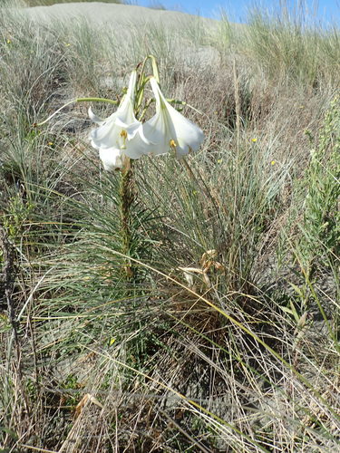 Lilium formosanum