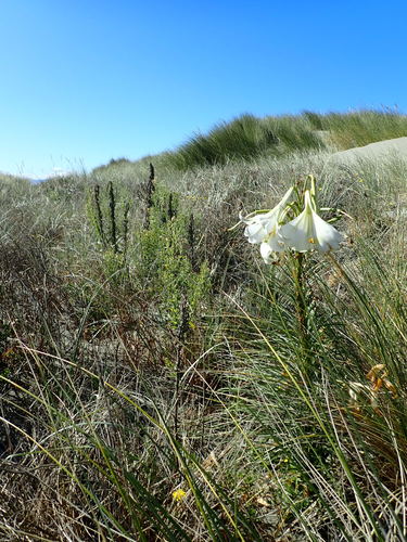 Lilium formosanum