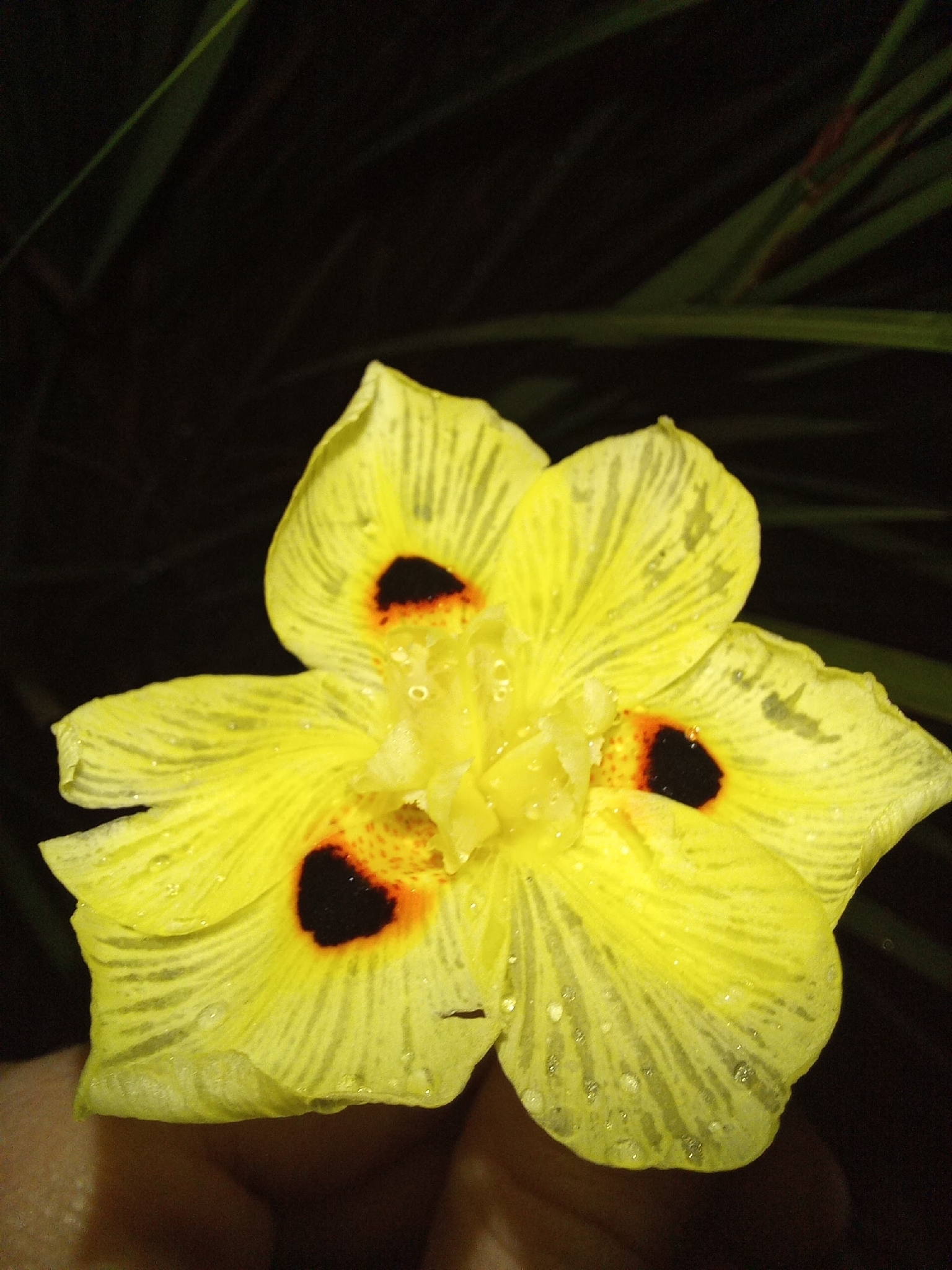 Dietes bicolor
