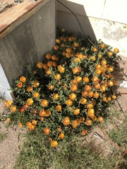 Malephora crocea