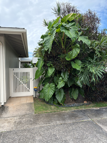 Philodendron giganteum observed 2026-04-20