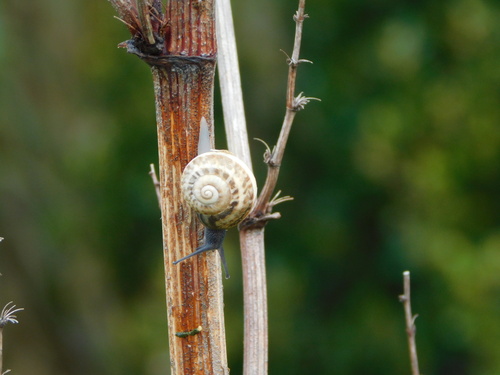 Chiocciola fasciata mediterranea