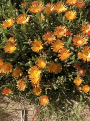 Malephora crocea