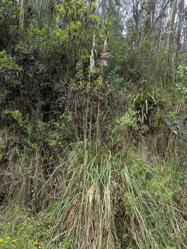 Cortaderia nitida, photograph 5