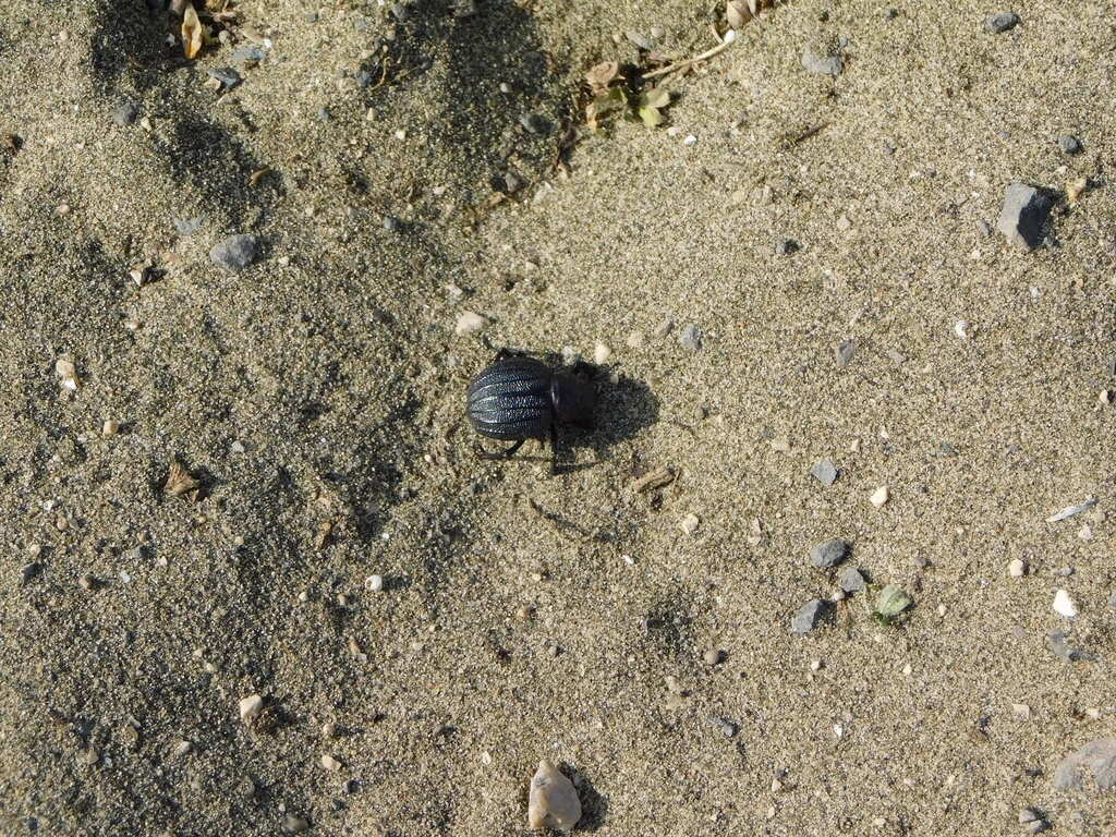 Pimelia bipunctata