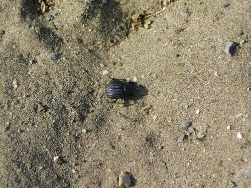 Pimelia bipunctata
