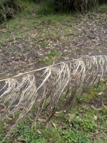 Cortaderia nitida, photograph 6