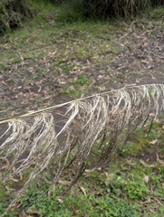 Cortaderia nitida, photograph (c) Sebastián Ordóñez, some rights reserved (CC BY)