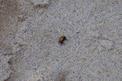 Dasymutilla arenivaga