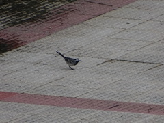 Motacilla alba