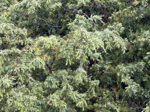 Common juniper