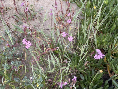 Mediterranean Catchfly
