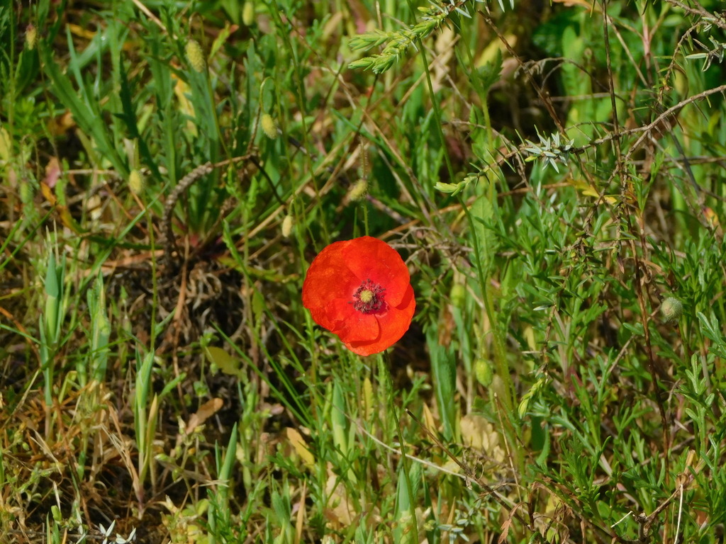 Coquelicot commun