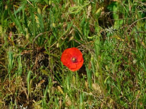 Common poppy