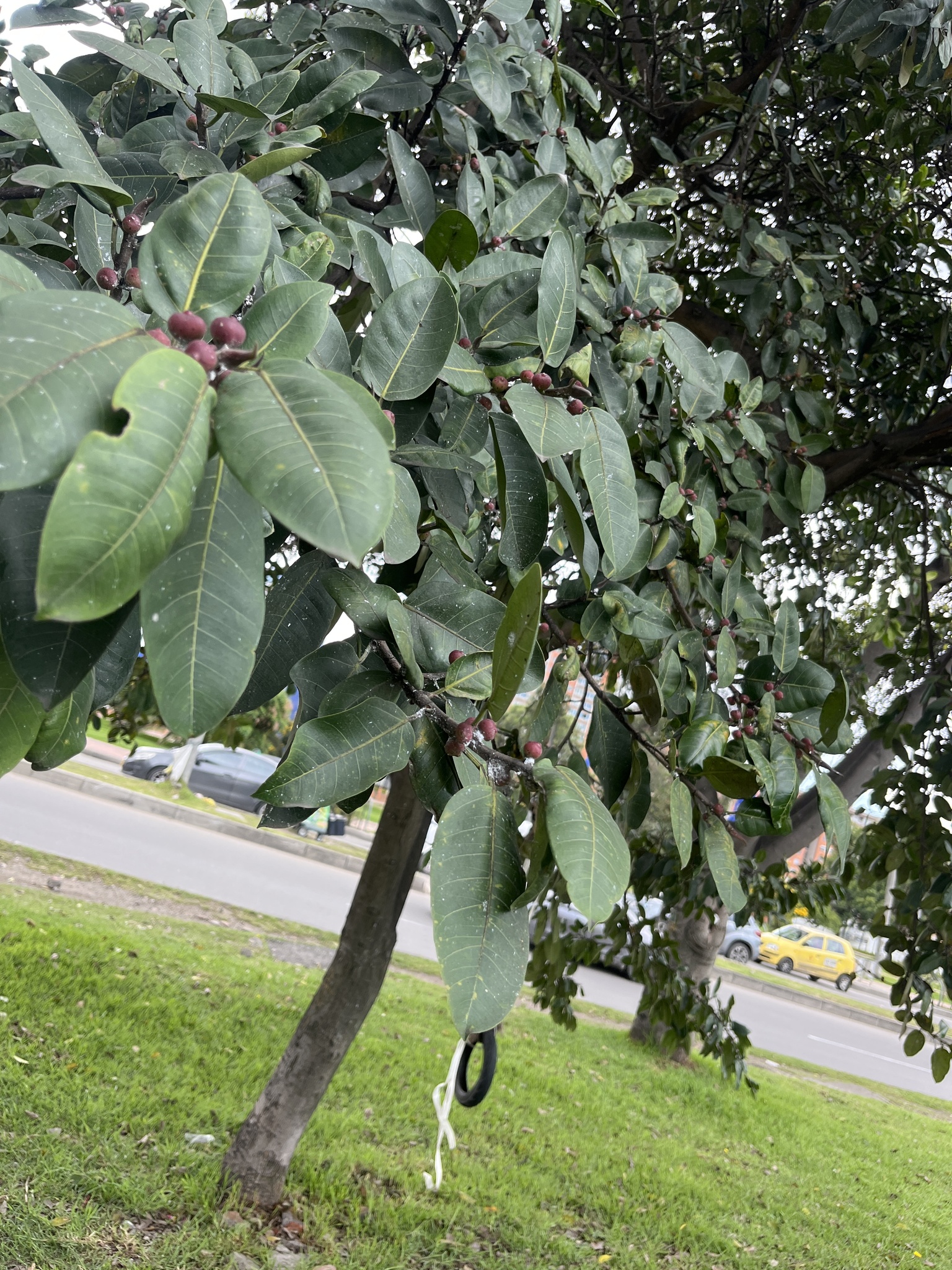 Imagem de Mata-pau