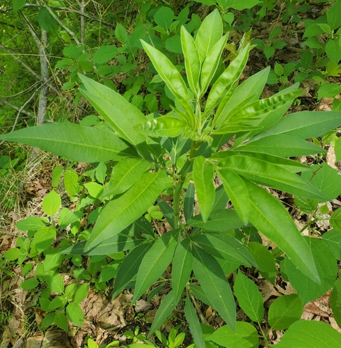 Coreopsis tripteris