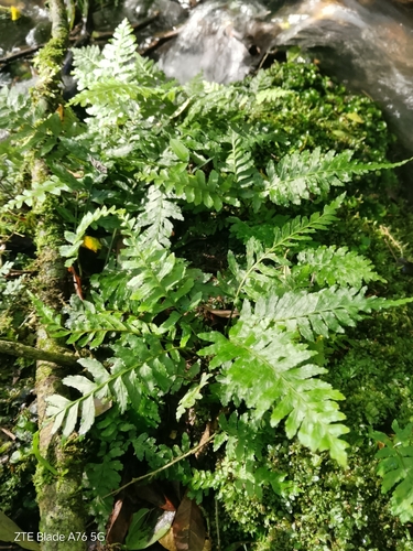 Asplenium inaequilaterale (Asplenium inaequilaterale)